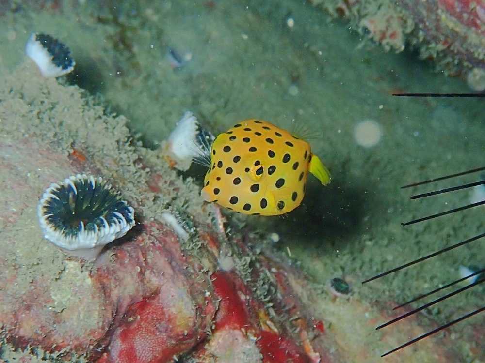 プーケットのピピ島でダイビング