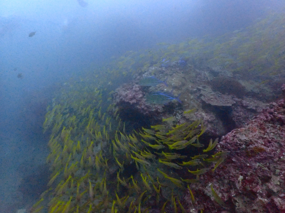 プーケットのピピ島でダイビング