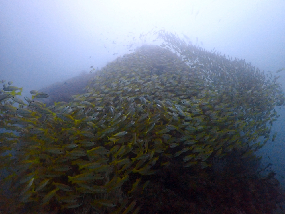 プーケットのピピ島でダイビング