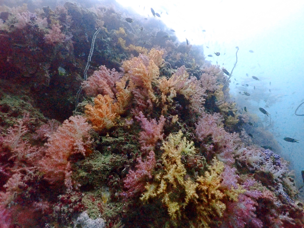 プーケットのピピ島でダイビング