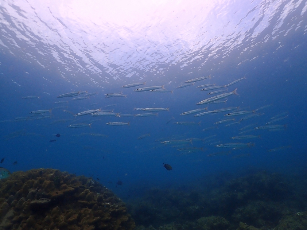 プーケットのカタビーチでファンダイビング