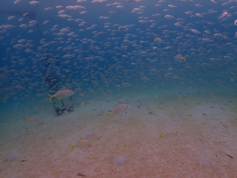 プーケットのカタビーチでファンダイビング