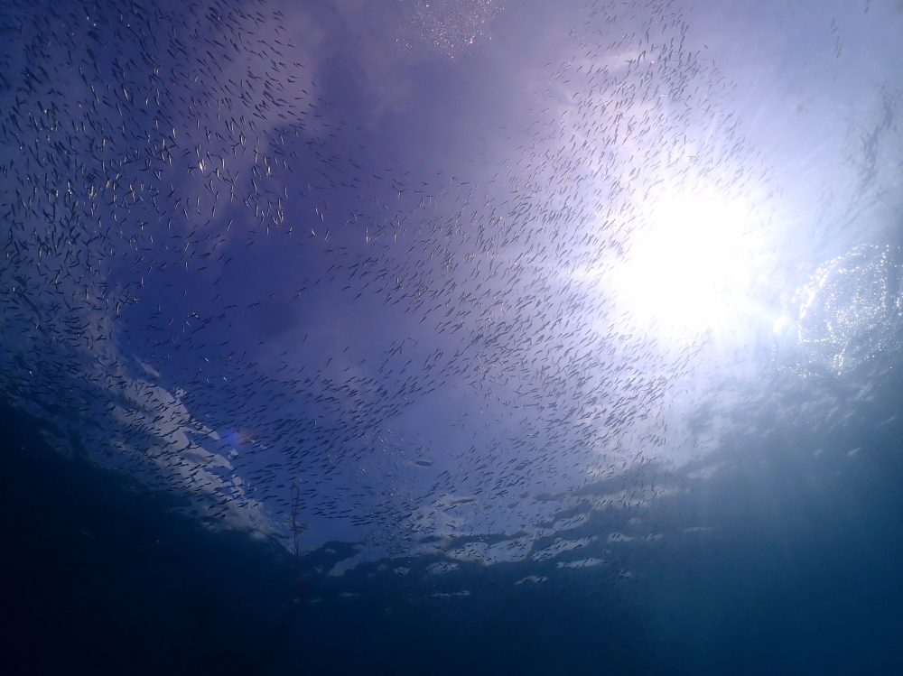 プーケットのカタビーチでファンダイビング