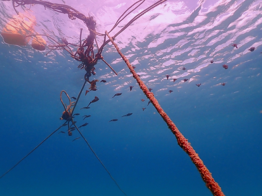 プーケットのカタビーチでファンダイビング