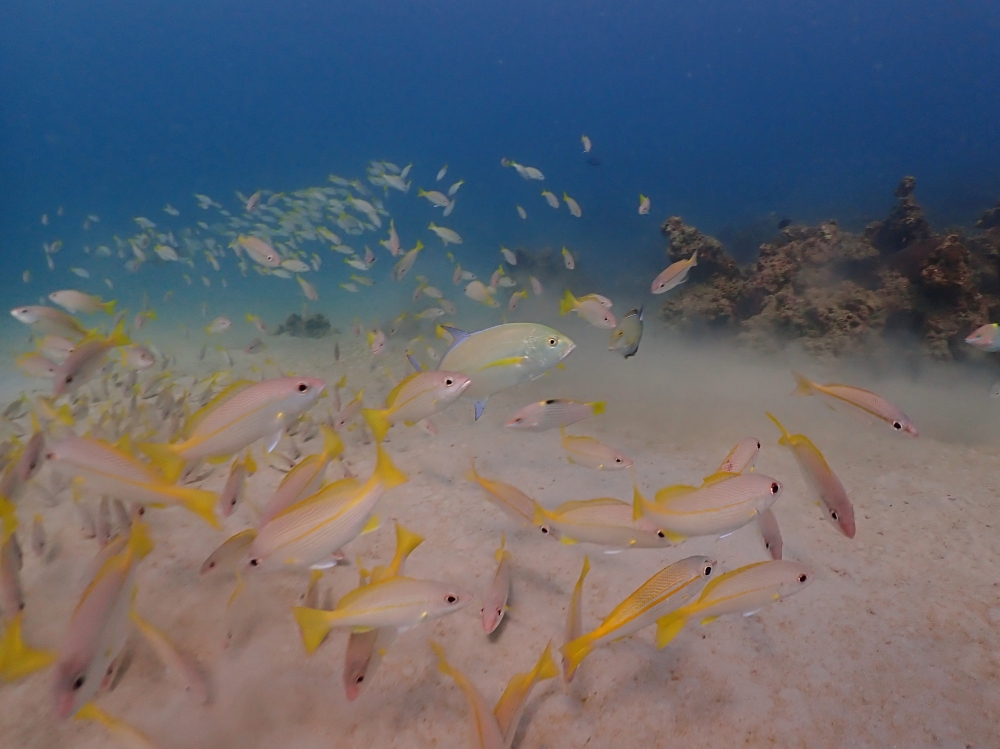 プーケットのカタビーチでファンダイビング