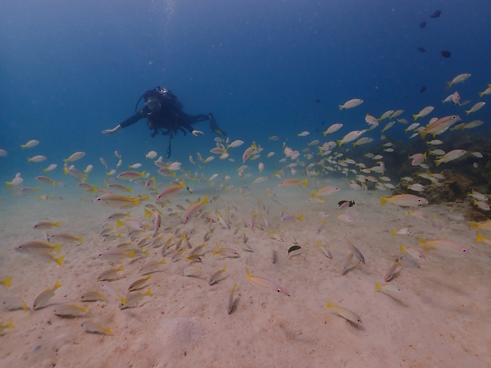 プーケットのカタビーチでファンダイビング