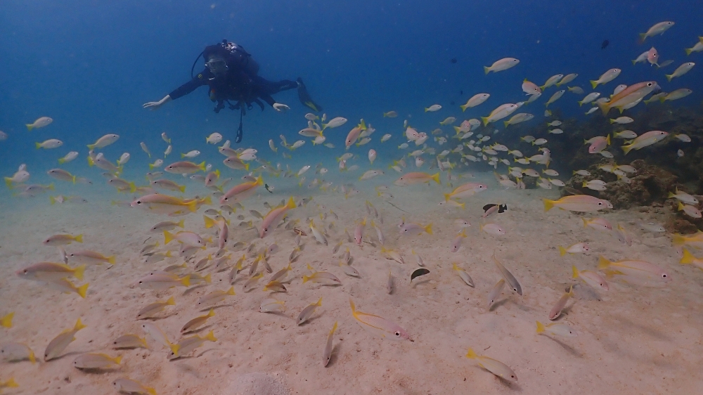 プーケットのカタビーチでファンダイビング