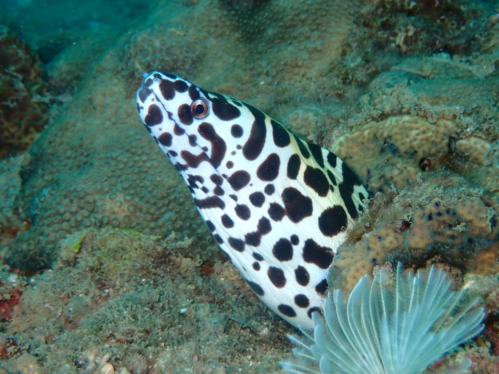 プーケットのピピ島でファンダイビング