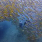 プーケットのピピ島でファンダイビング