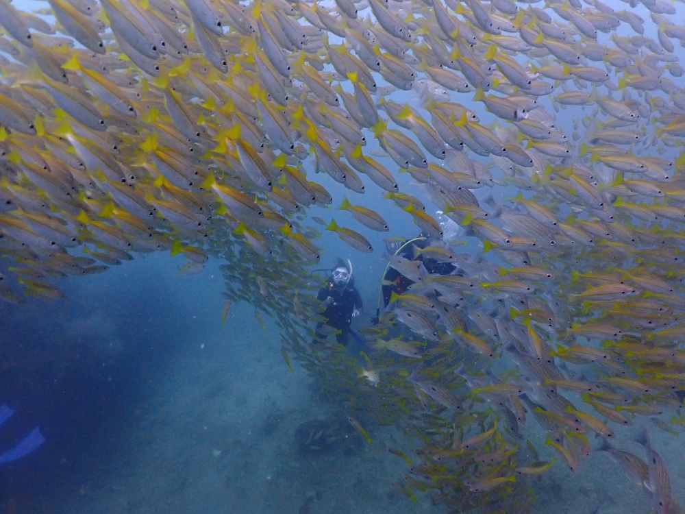 プーケットのピピ島でファンダイビング