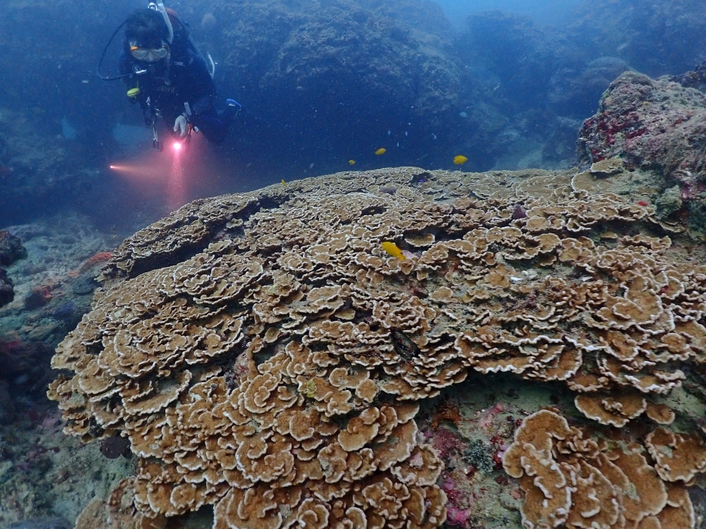 プーケットのピピ島でファンダイビング