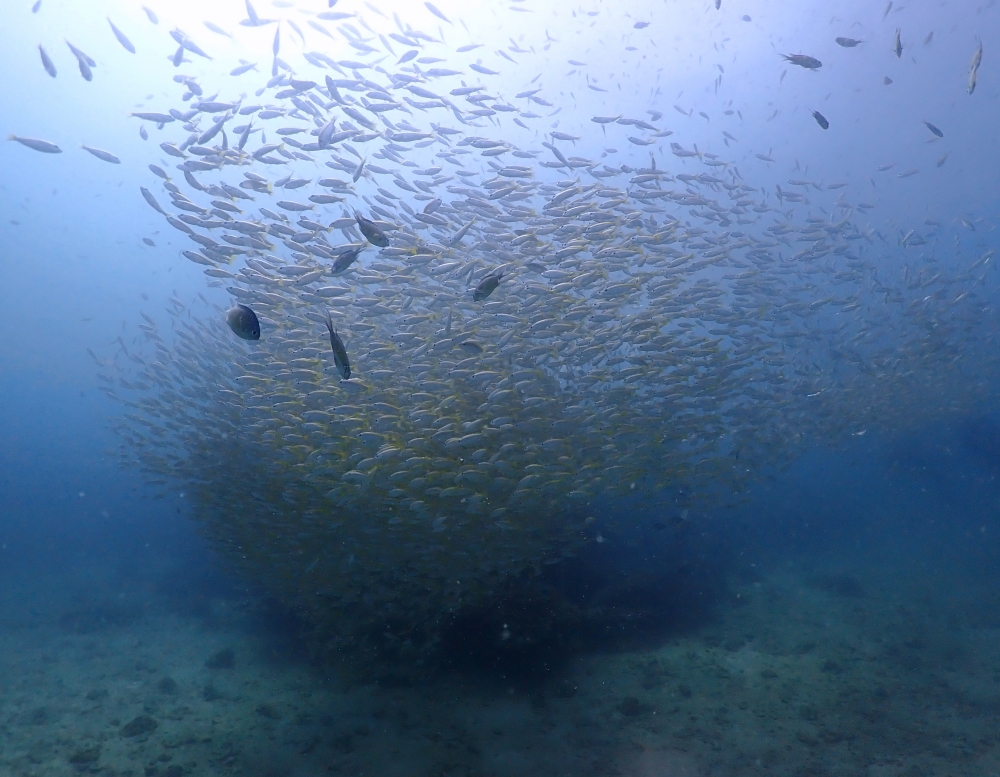 プーケットのピピ島でファンダイビング