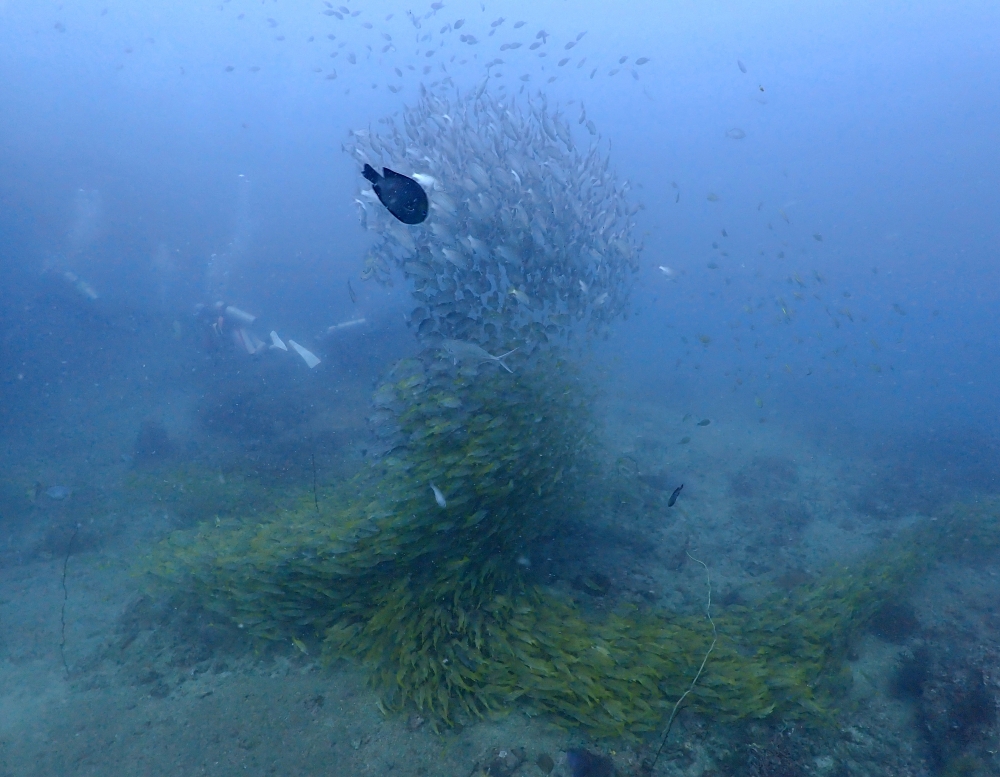 プーケットのピピ島でファンダイビング