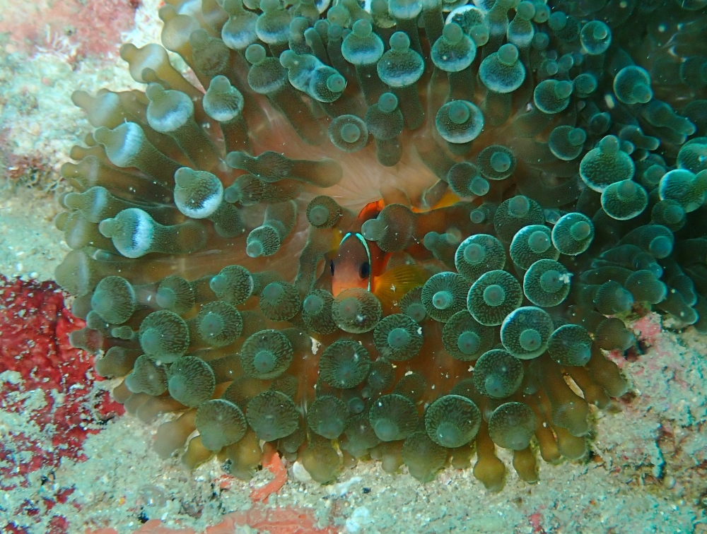 プーケットのピピ島でファンダイビング