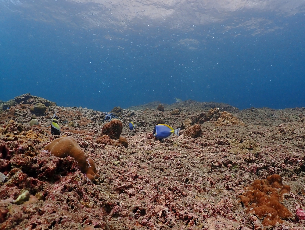 プーケットのピピ島でファンダイビング