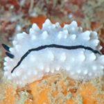 プーケットで見るイボウミウシのフィリディエラ・ラドマンイ