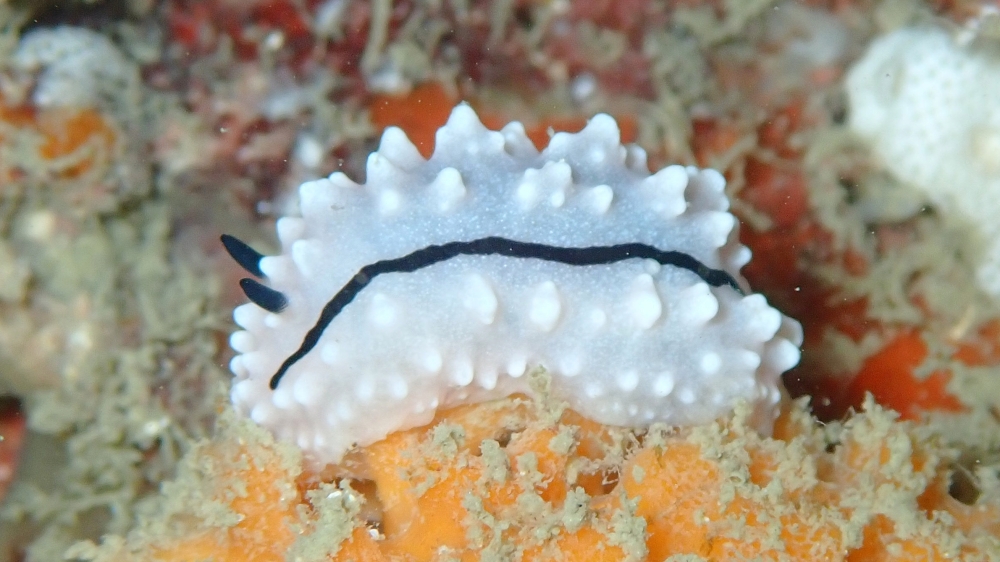 プーケットで見るイボウミウシのフィリディエラ・ラドマンイ