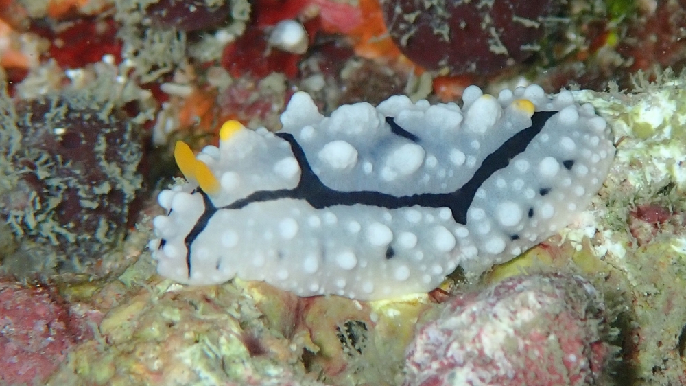 プーケットで見るイボウミウシのツノキイボウミウシ