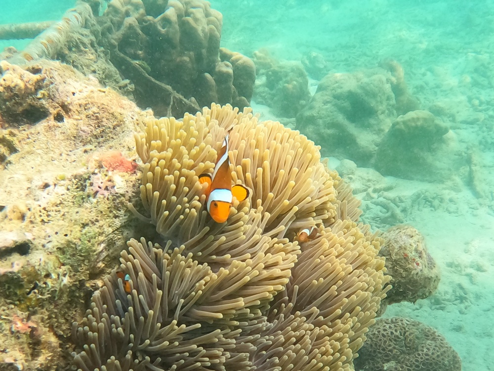 ラチャ+コーラル島　日本人インストラクターの同行シュノーケリングツアー