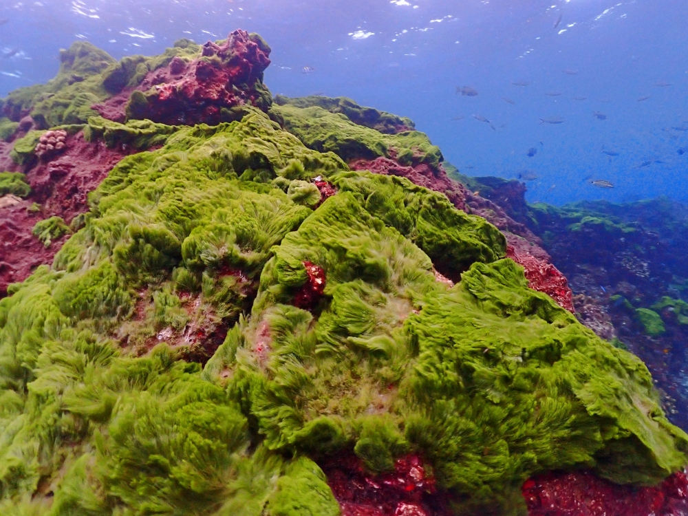 シミランクルーズでダイビング