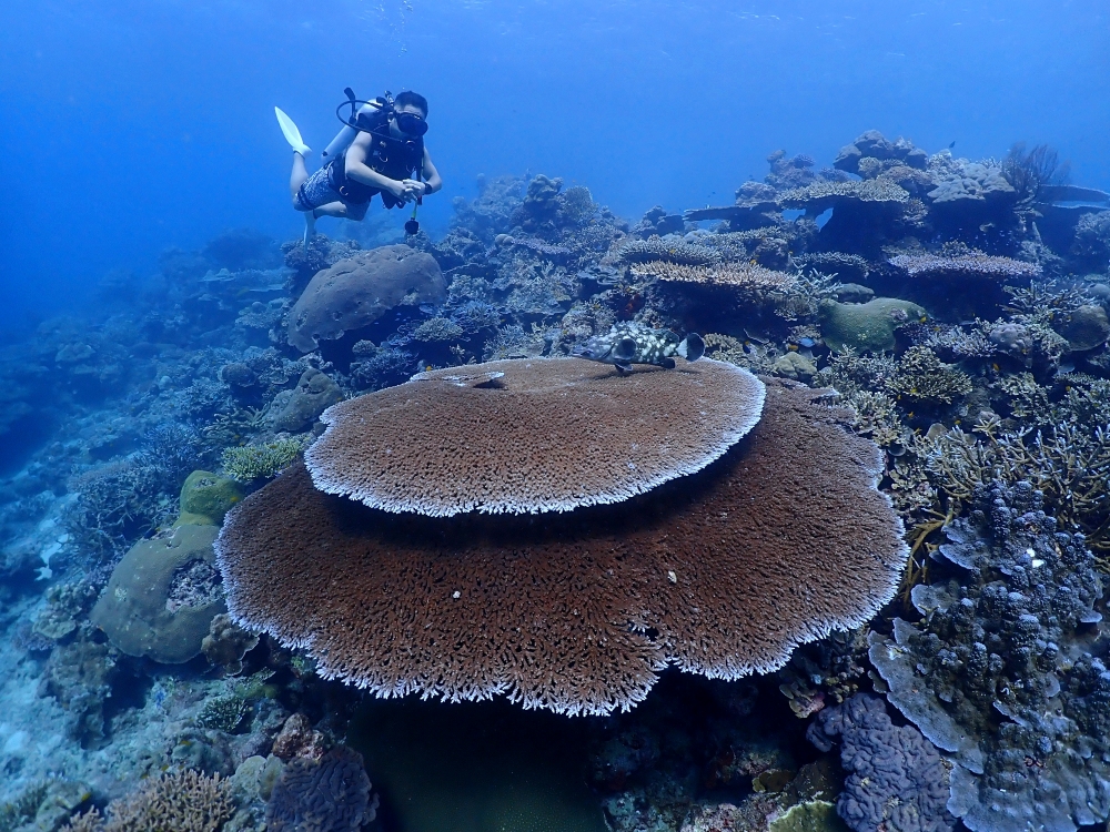 シミランクルーズでダイビング