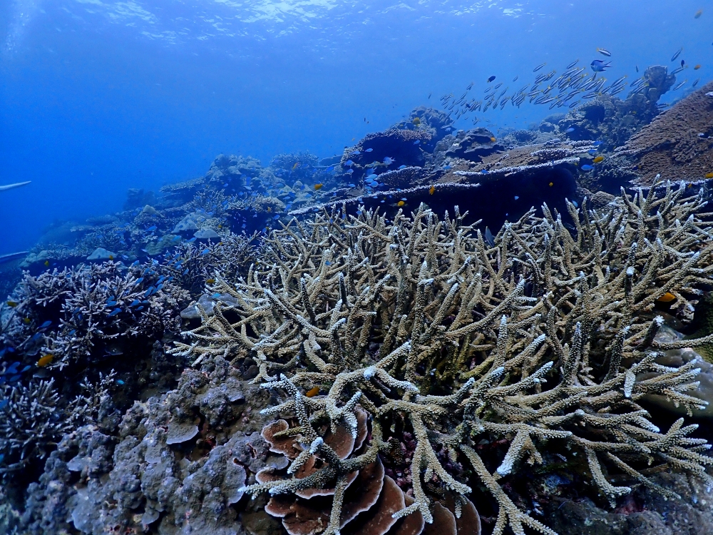 シミランクルーズでダイビング