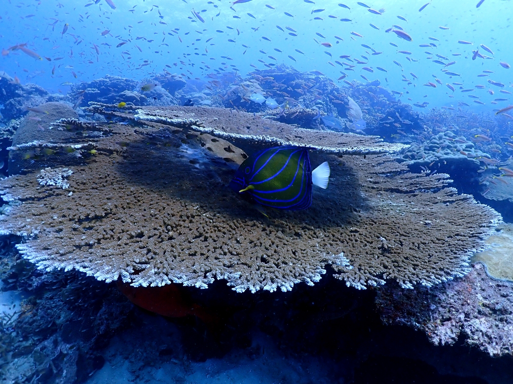 シミランクルーズでダイビング