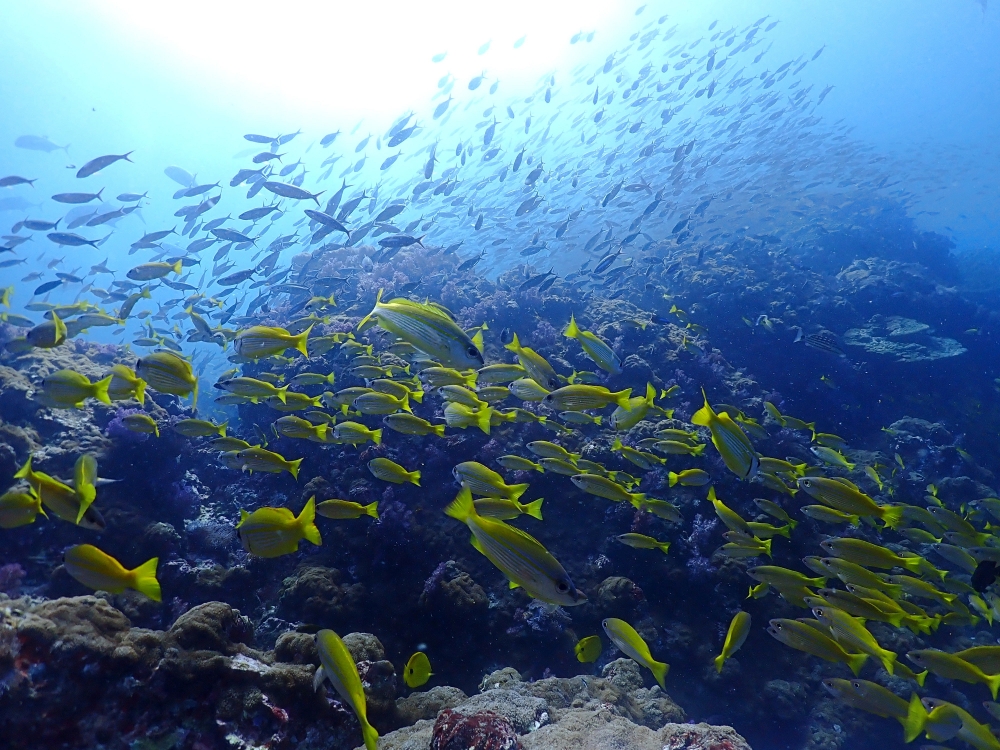 シミランクルーズでダイビング