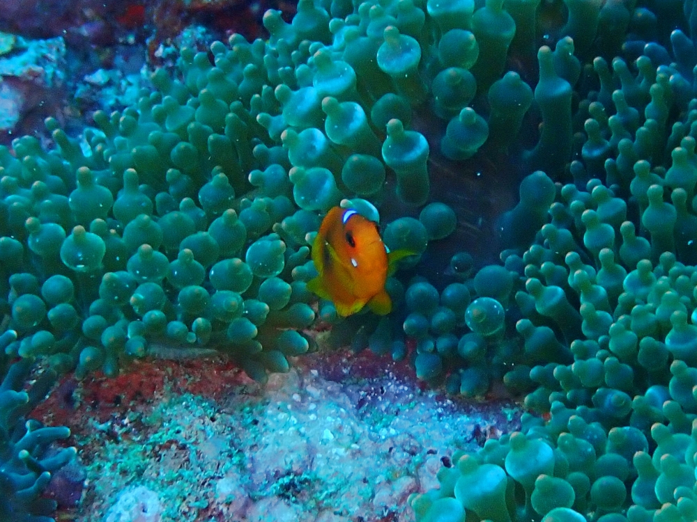 シミランクルーズでダイビング