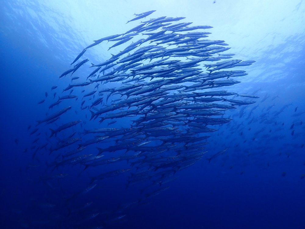 シミランクルーズでダイビング