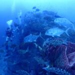 シミランクルーズでダイビング