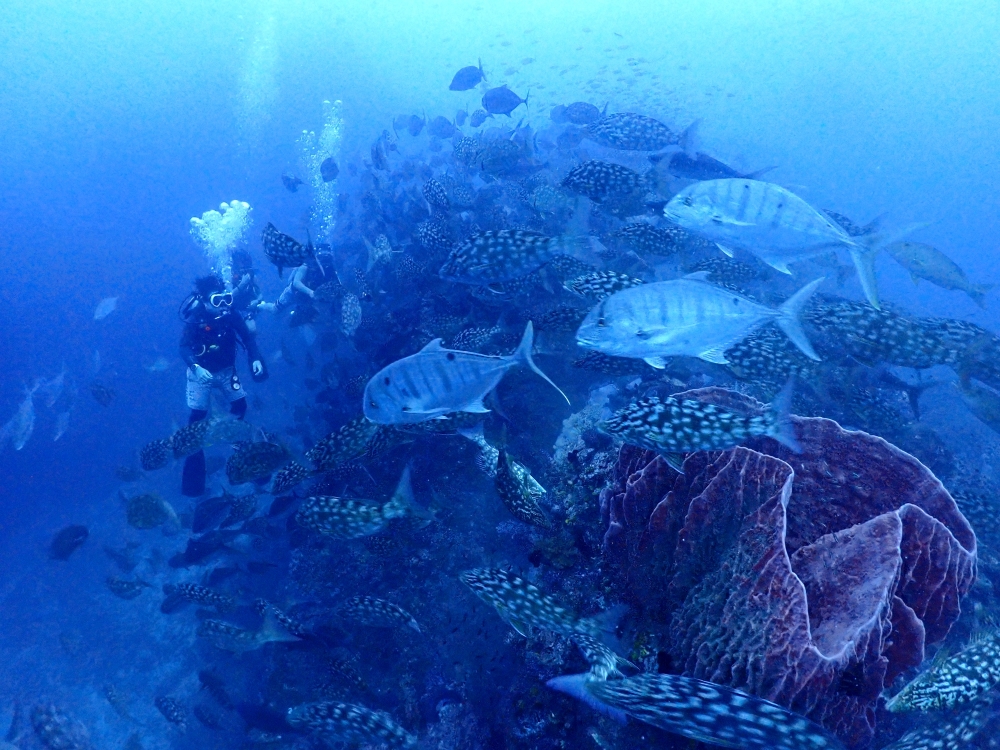 シミランクルーズでダイビング