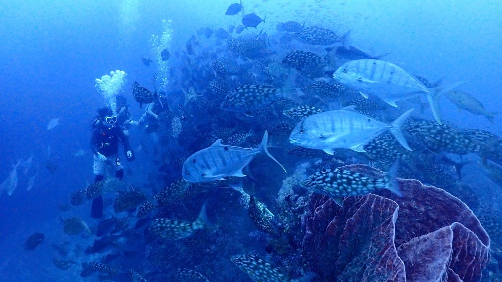 シミランクルーズでダイビング