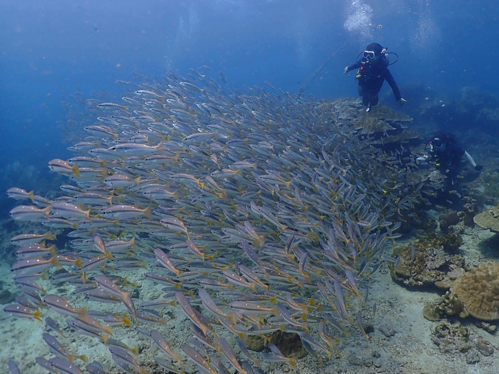 プーケットのピピ島でダイビング