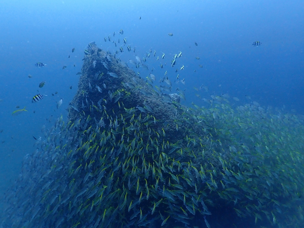 プーケットのピピ島でダイビング