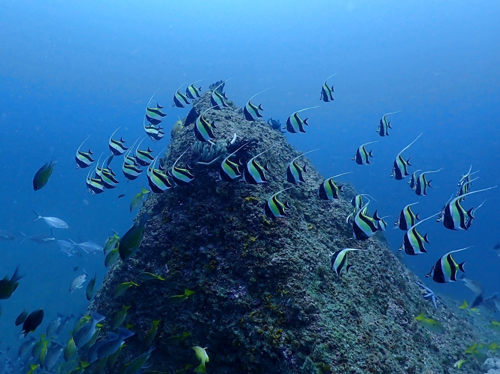 プーケットのピピ島でダイビング
