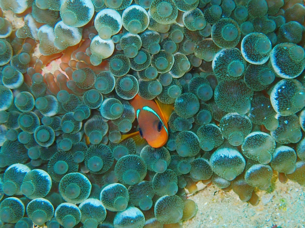 プーケットのピピ島でダイビング
