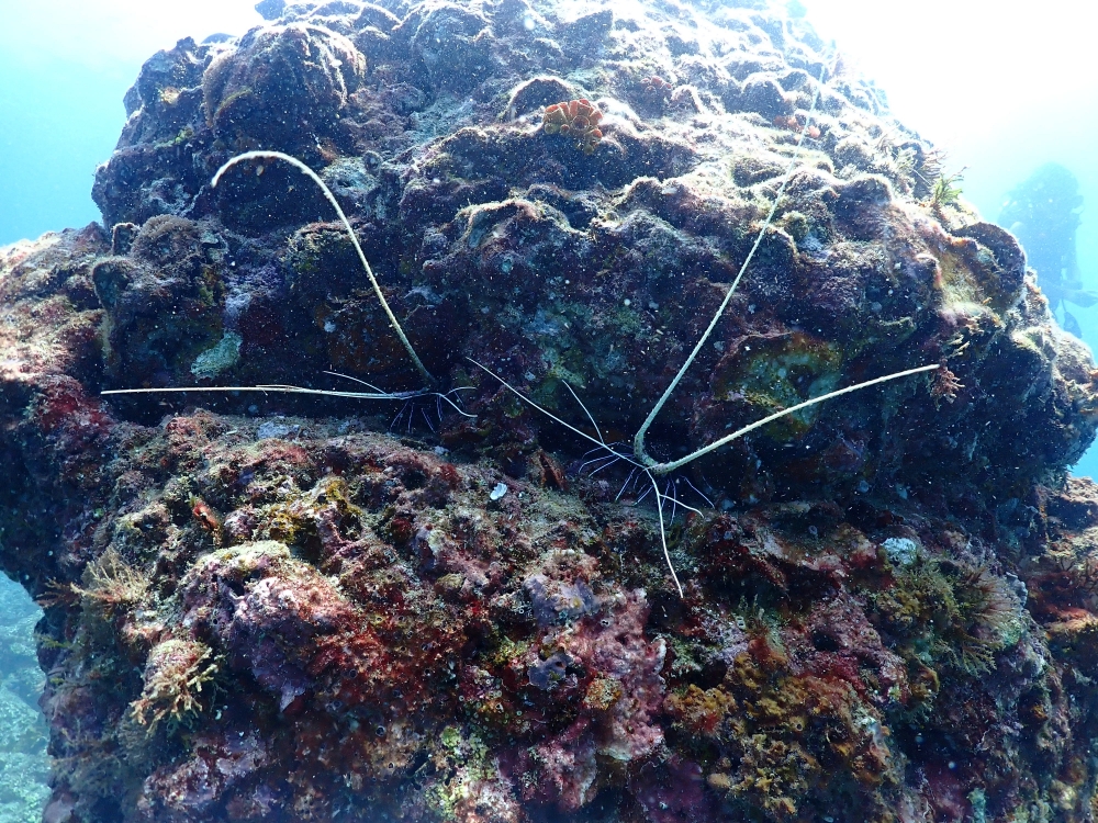 プーケットのピピ島でダイビング