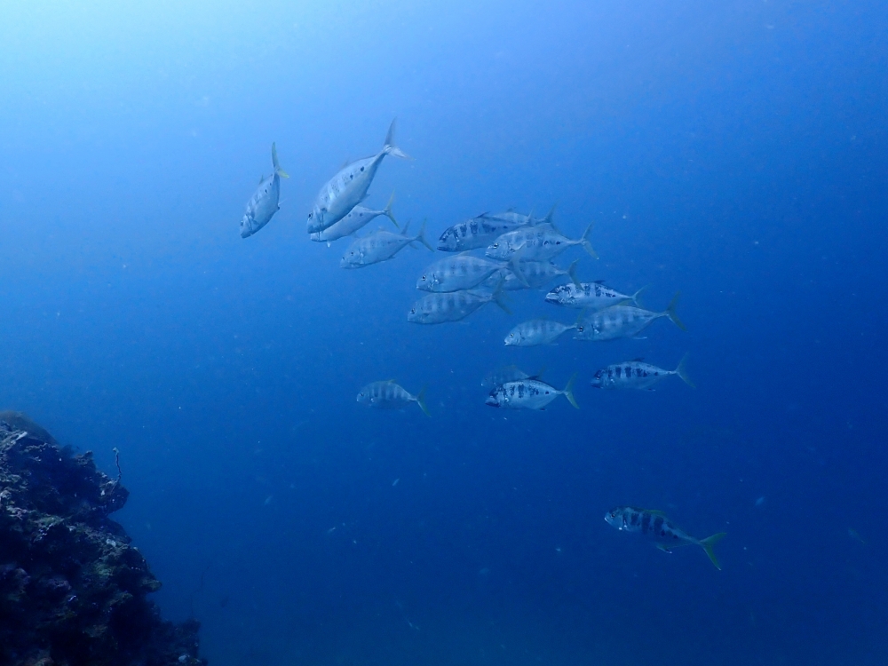 プーケットのピピ島でダイビング