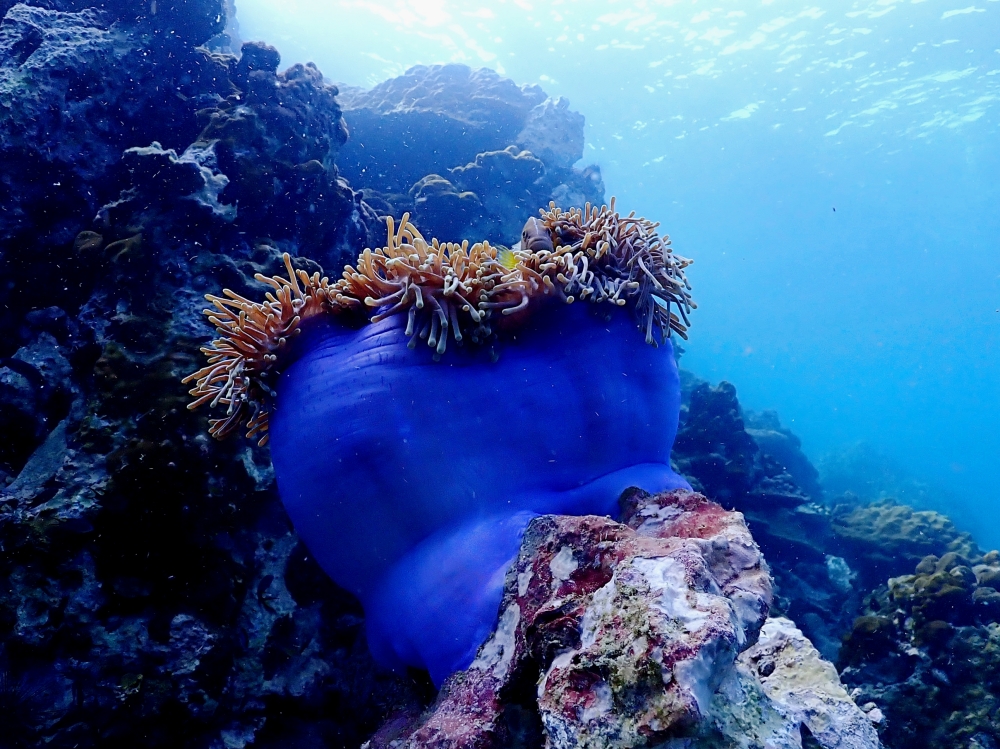 プーケットのピピ島でダイビング