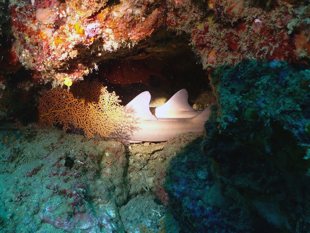 プーケットのマリンパークでダイビング