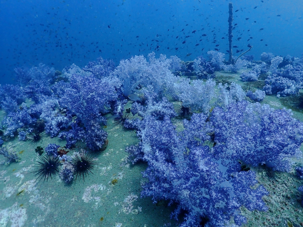 プーケットのマリンパークでダイビング