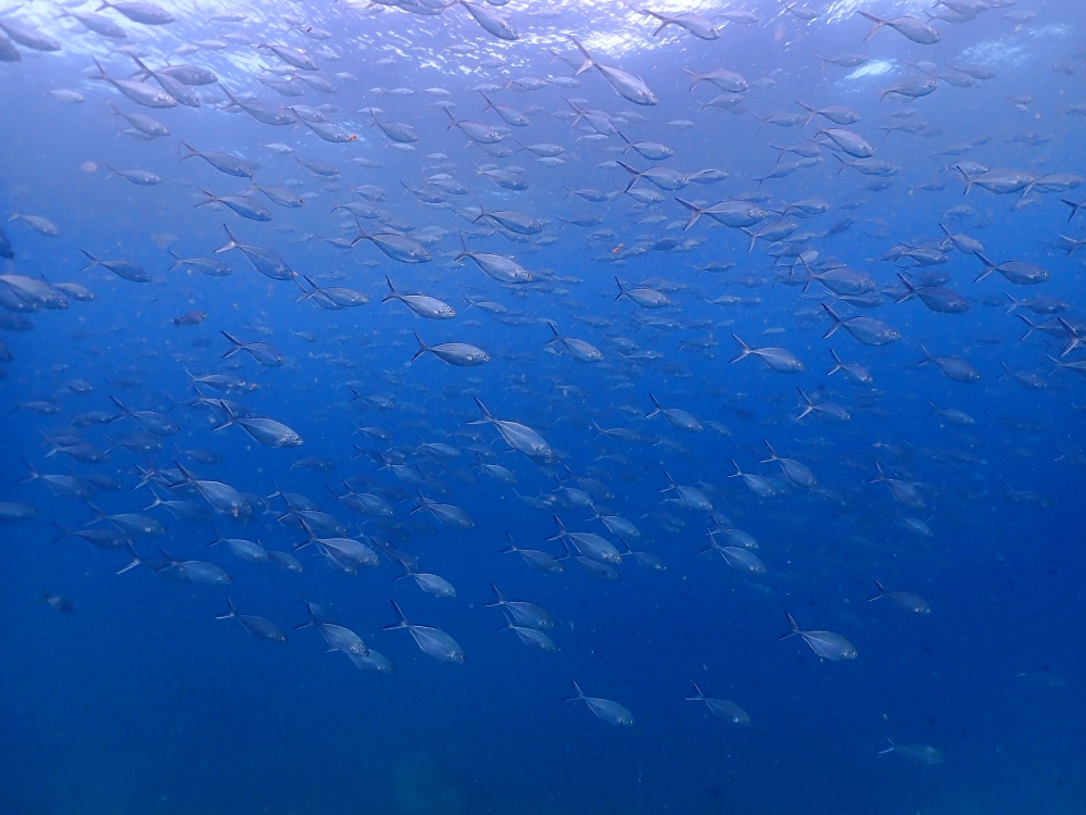 プーケットのマリンパークでダイビング