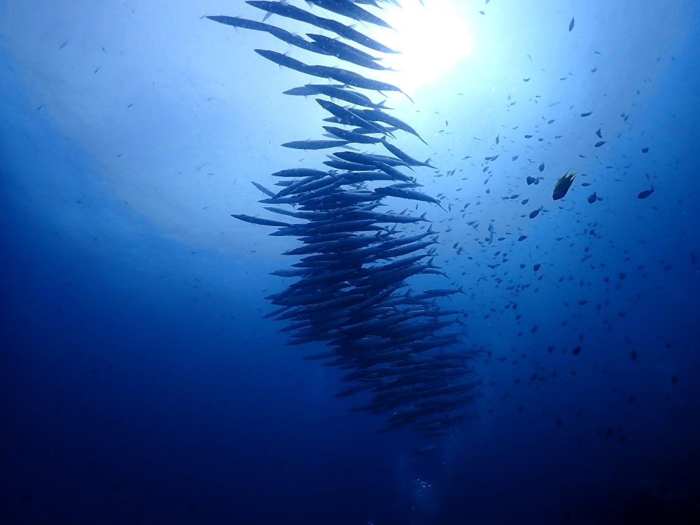 プーケットのマリンパークでダイビング