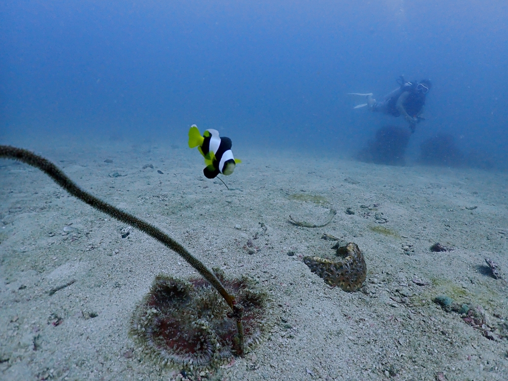 プーケットのマリンパークでダイビング