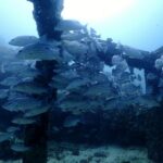 プーケットのマリンパークでダイビング