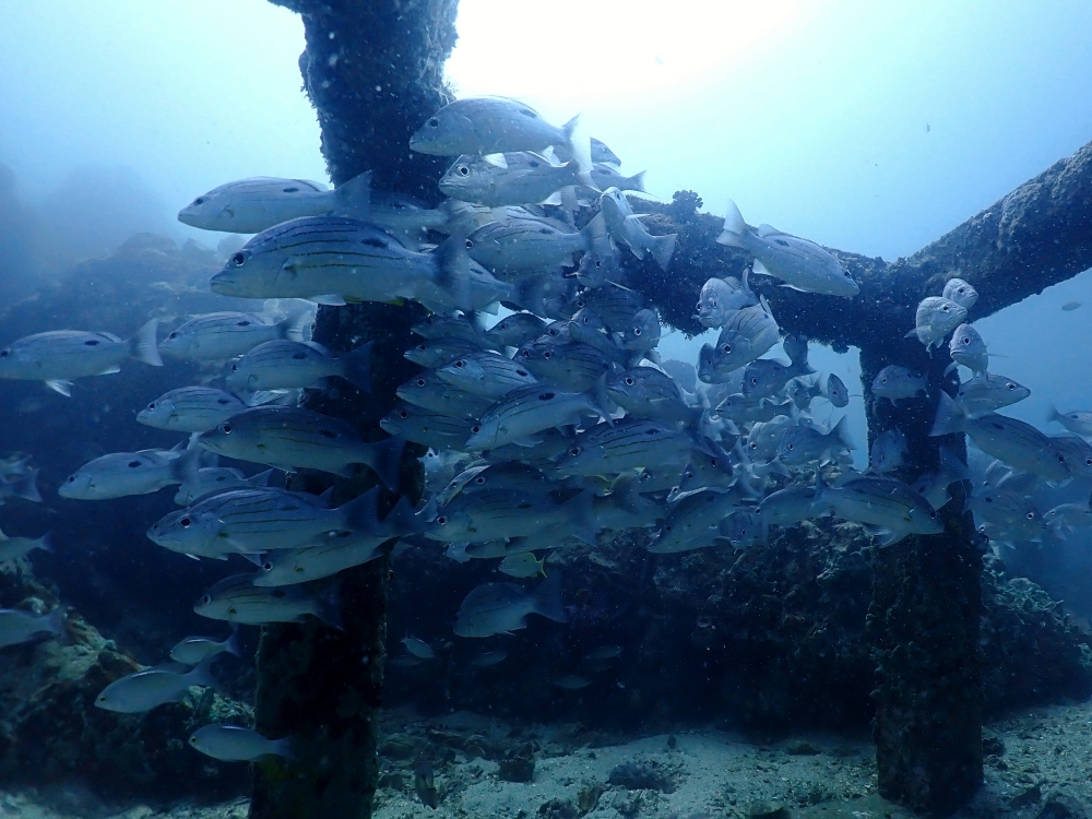 プーケットのマリンパークでダイビング