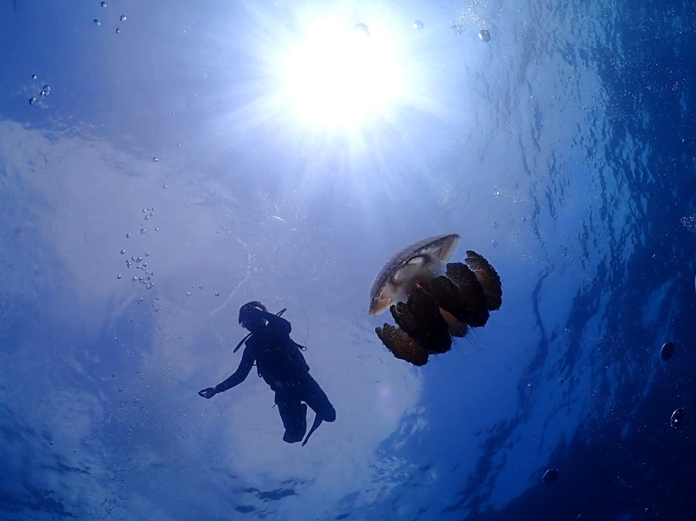 プーケットのマリンパークでダイビング