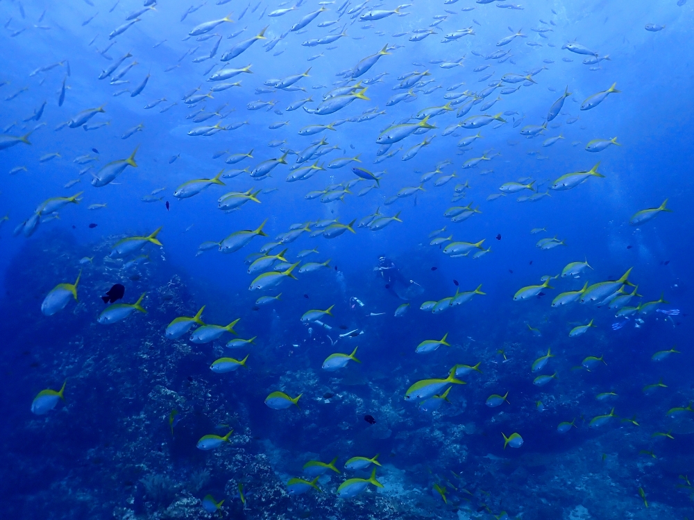 シミランクルーズでダイビング