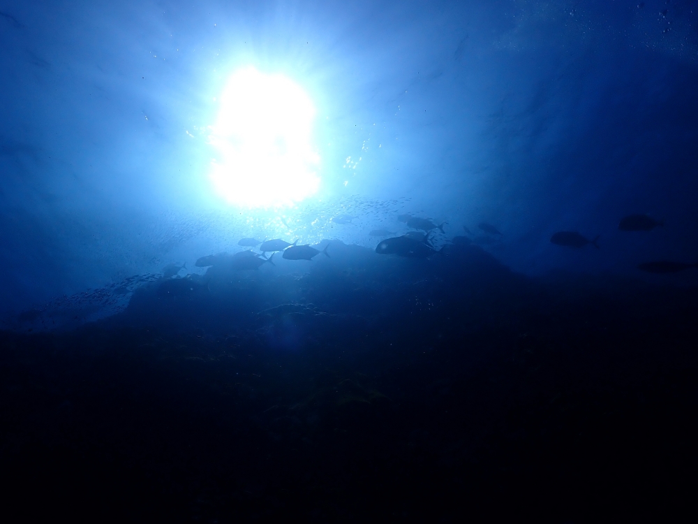 シミランクルーズでダイビング